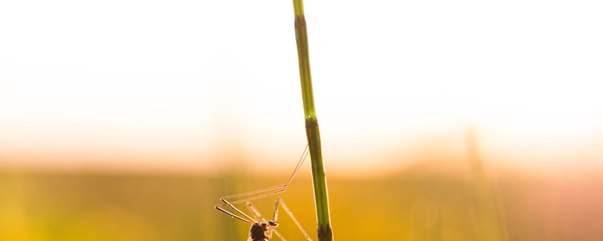 close up photography of insect