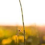 close up photography of insect