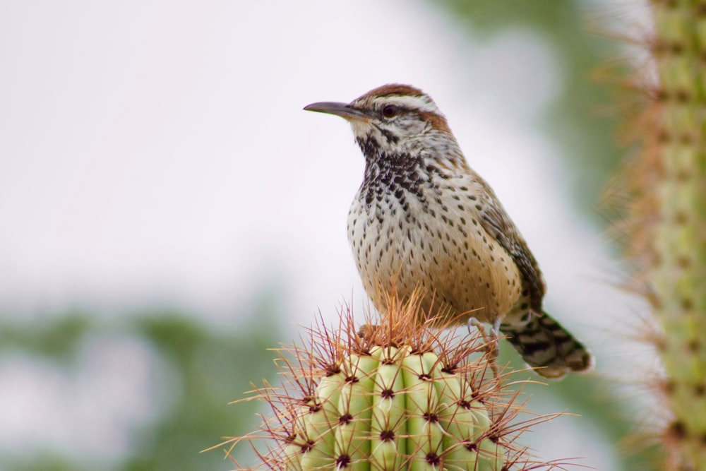 brown hummingbird perching on green cactus plant