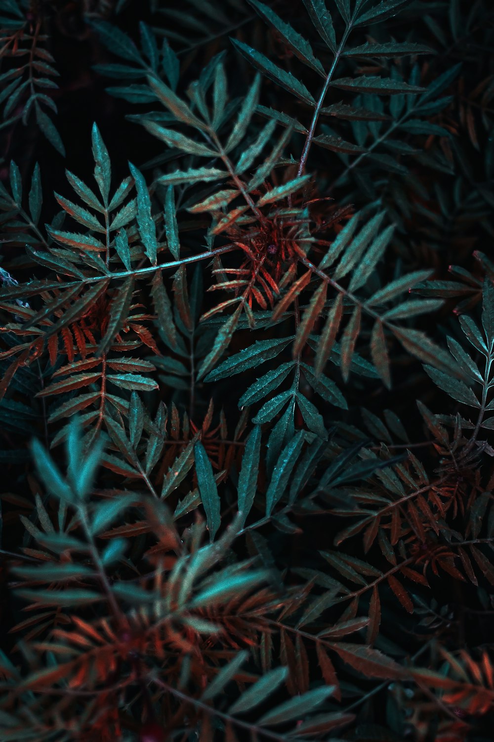 green leafed plant