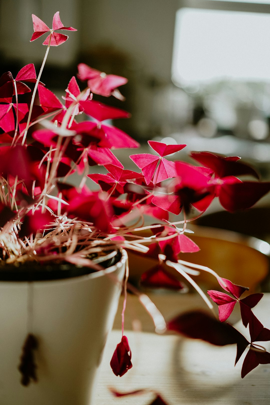 red-leafed plant