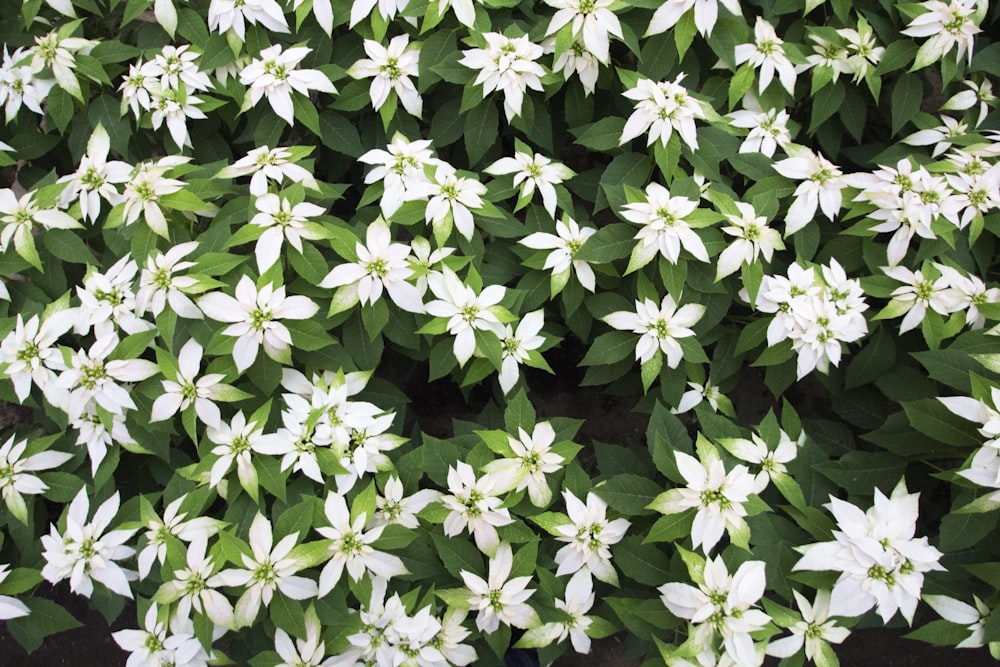 white flowers