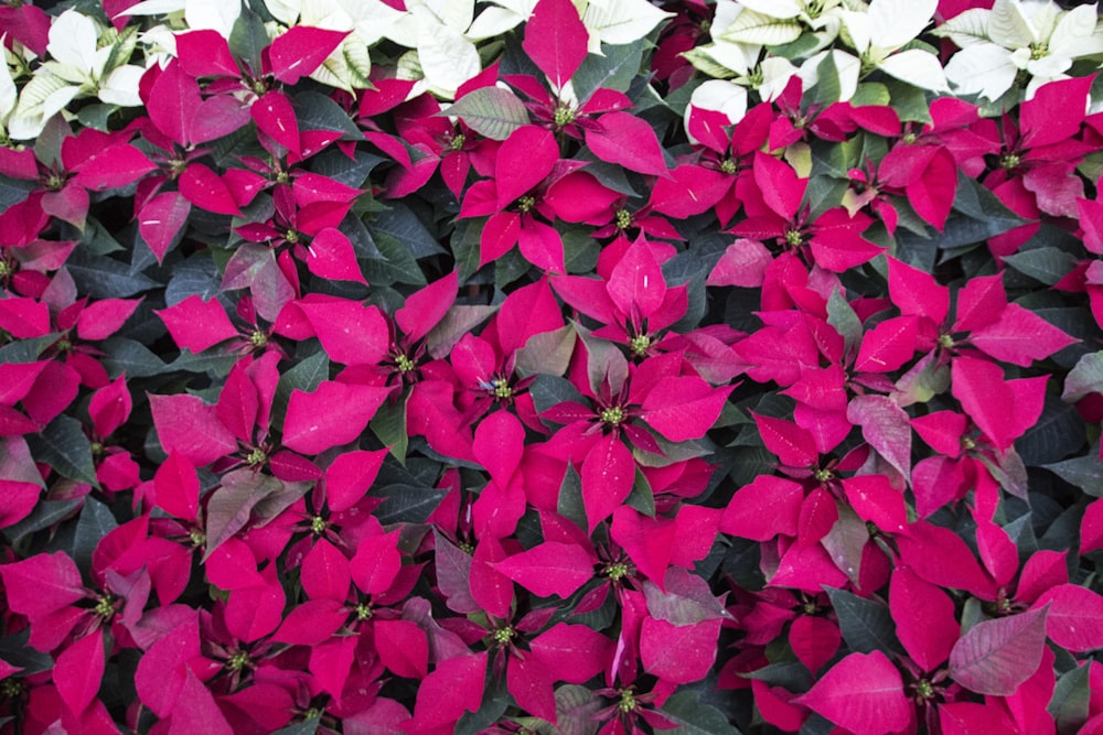 red poinsettias