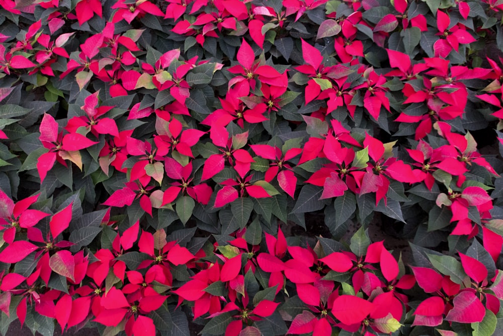 red-petaled flowers