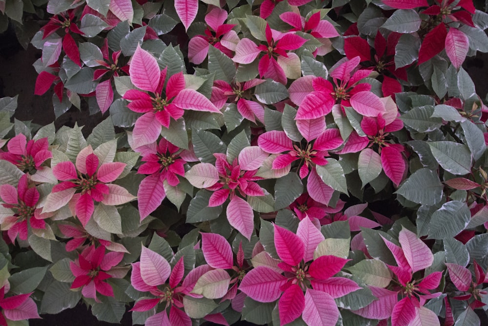 coleus plant