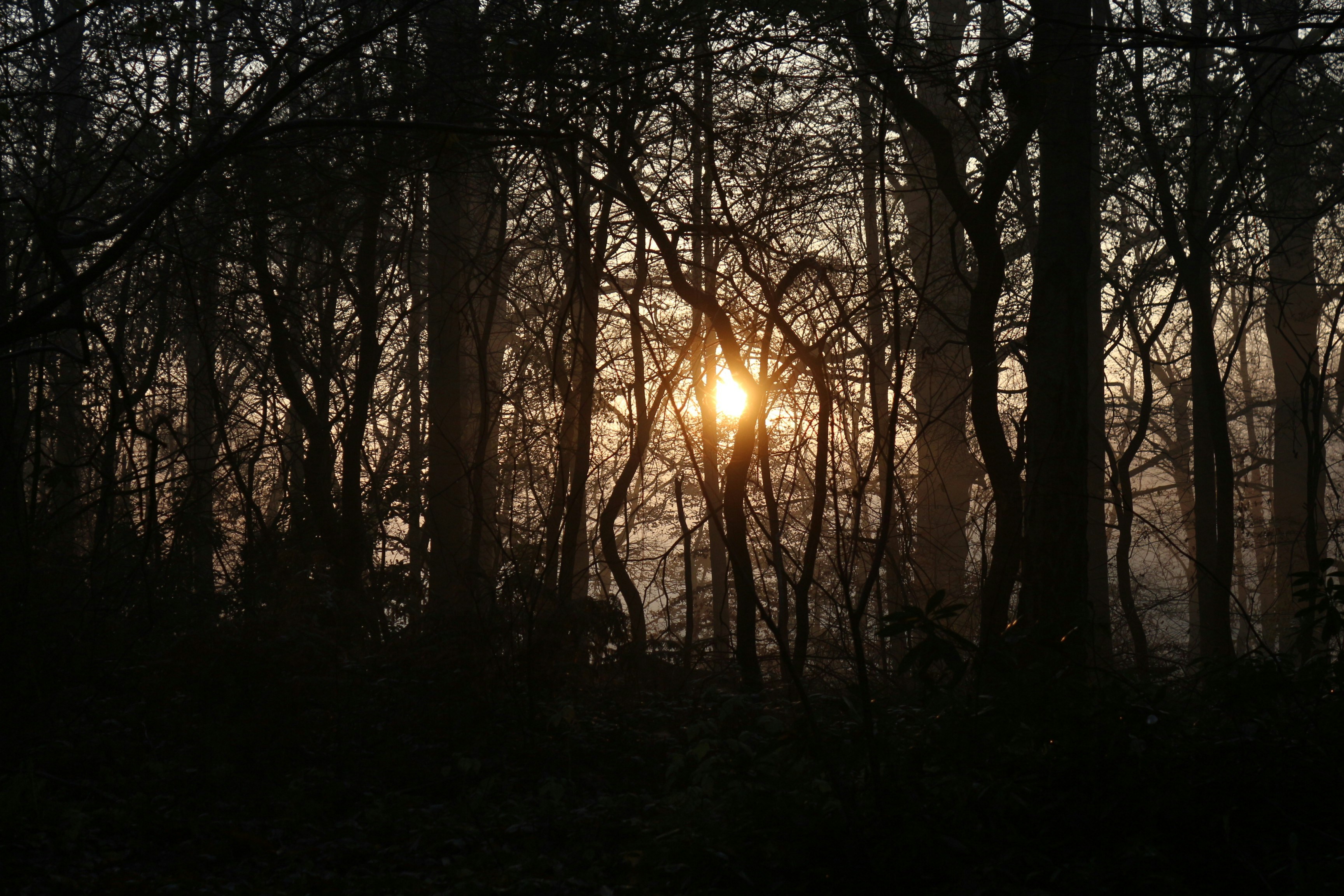 golden sunset through a tangle of trees
