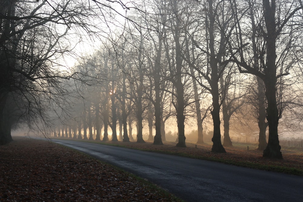 paved road between trees