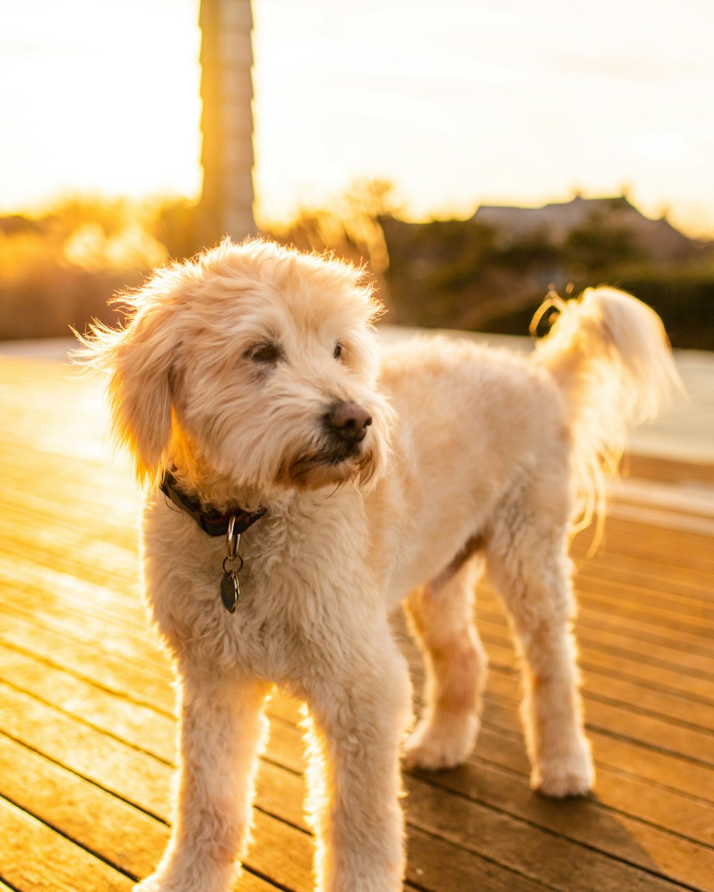 long-coated beige puppy
