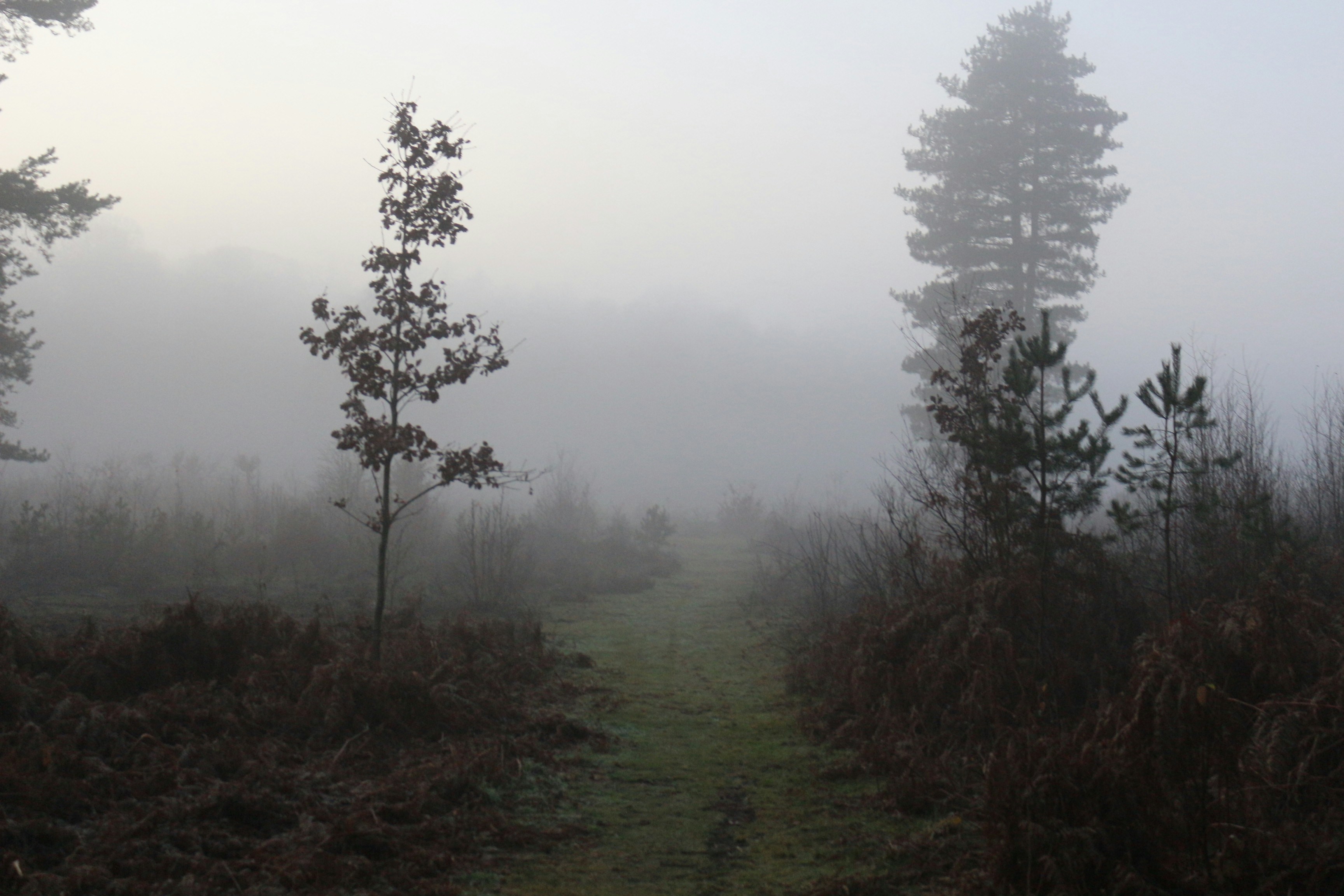 Whispers of the Forest