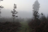 A horizontal shot of a misty forest path framed by tall trees.