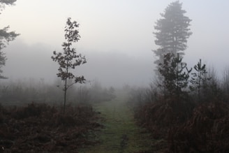 Cover image of the novel 'Whispers of the Forgotten' showing a misty forest path.