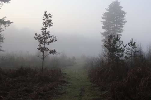 A misty forest path fading into the distance at dawn.