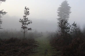 A horizontal shot of a misty forest path framed by tall trees.