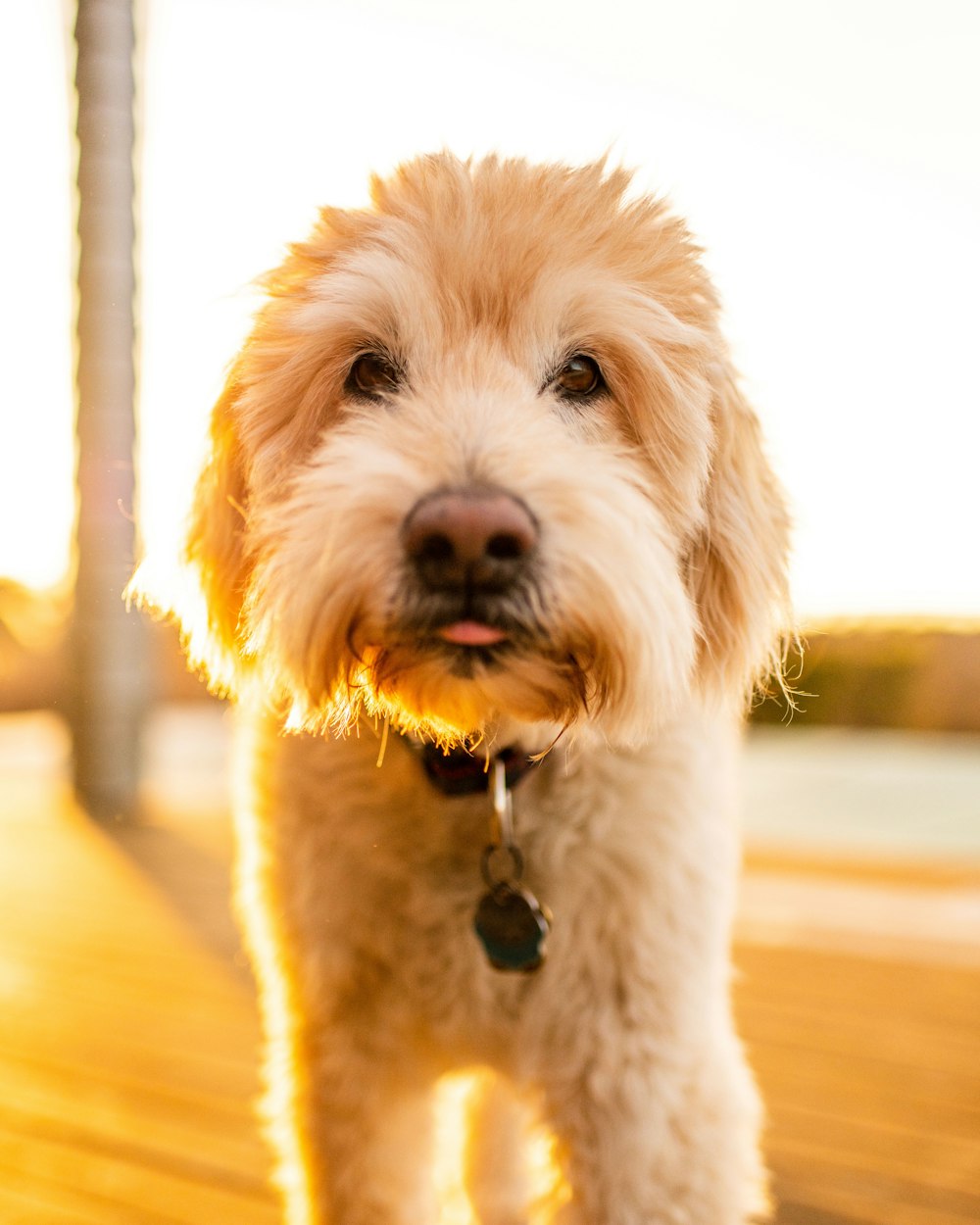 long-coated tan dog