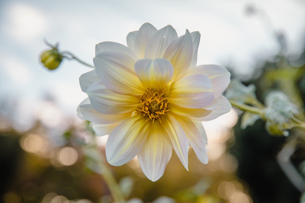 white flowers in bloom