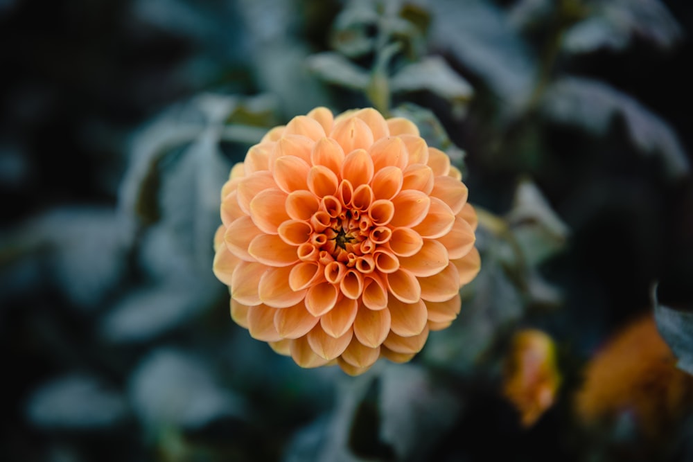 orange petaled flower