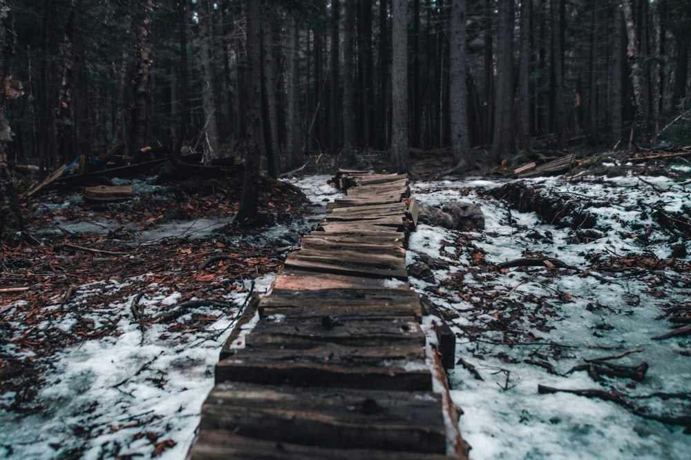 brown wooden dock