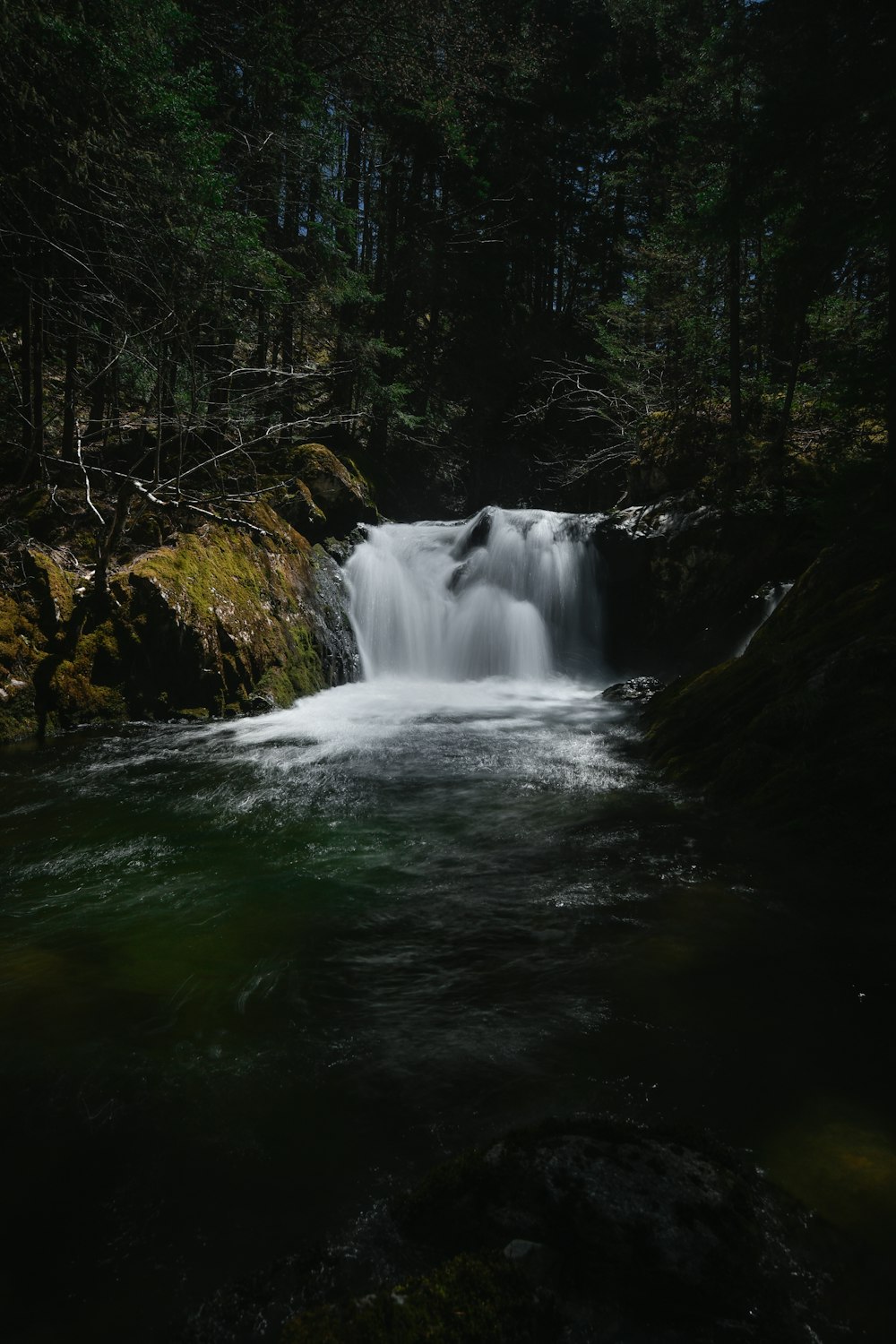 árboles de río y de hojas verdes