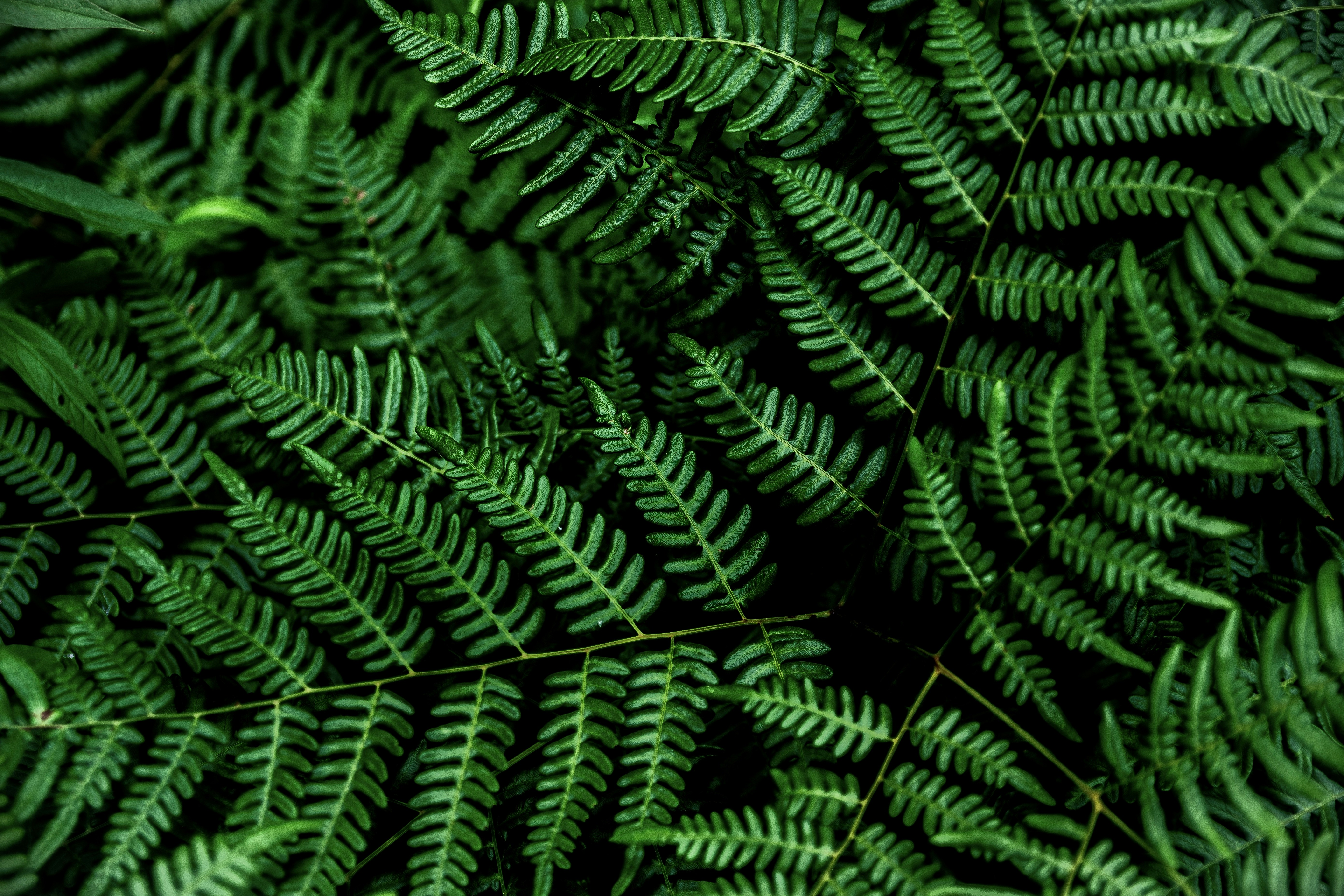 green ferns