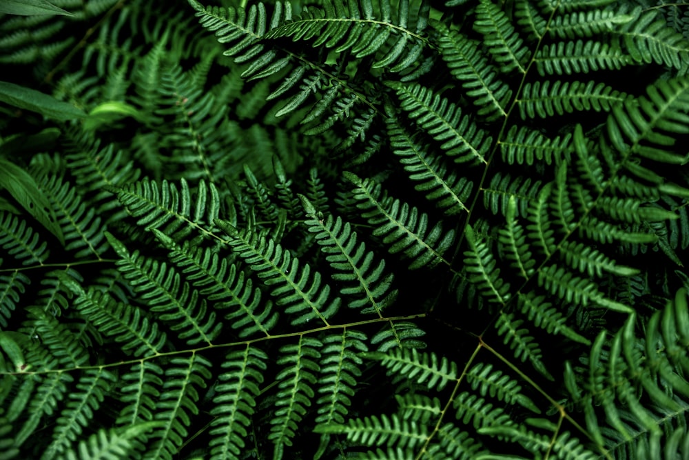 green ferns