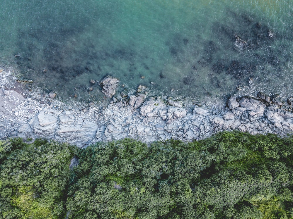 beach line beside trees