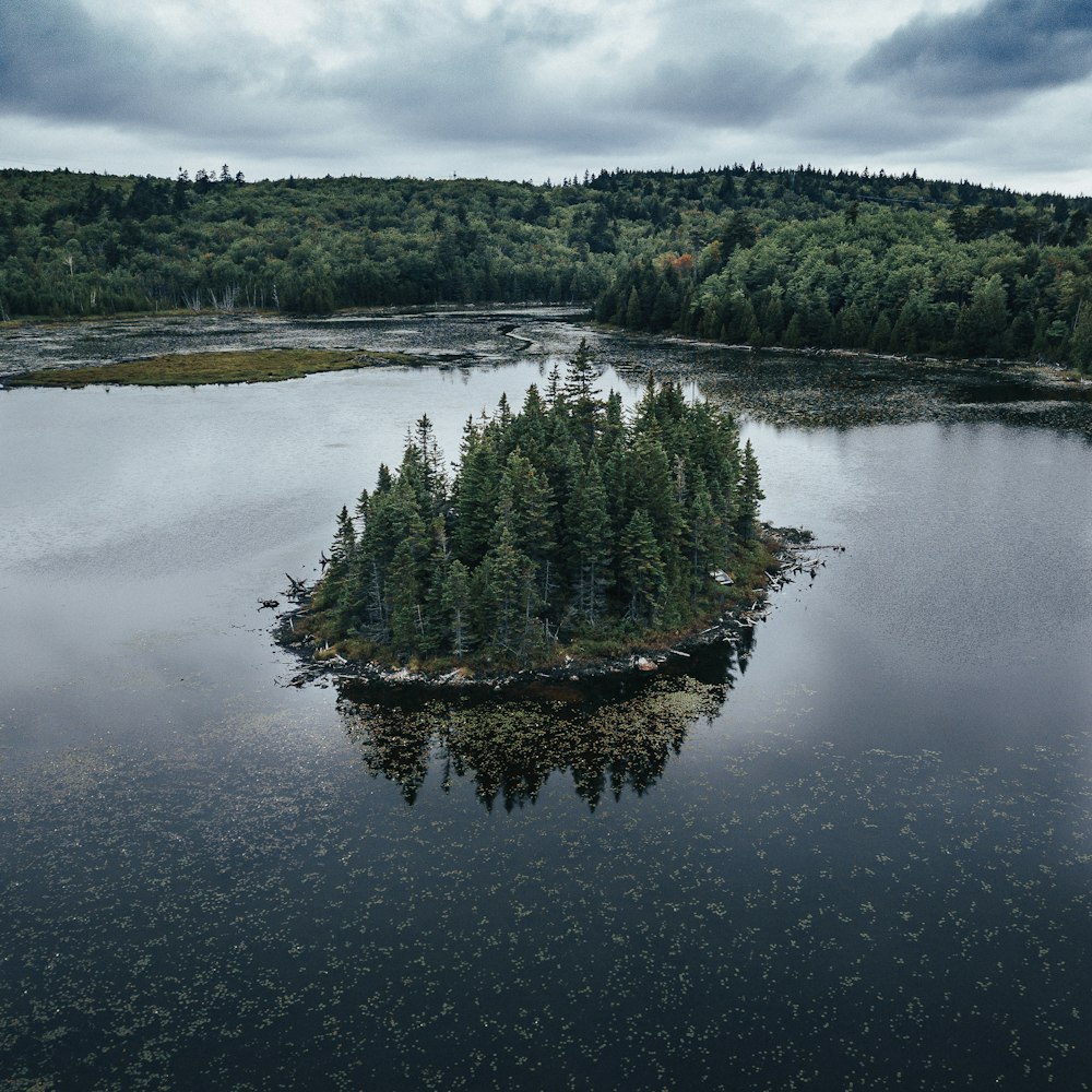 aerial photography of green-leafed trees during daytime