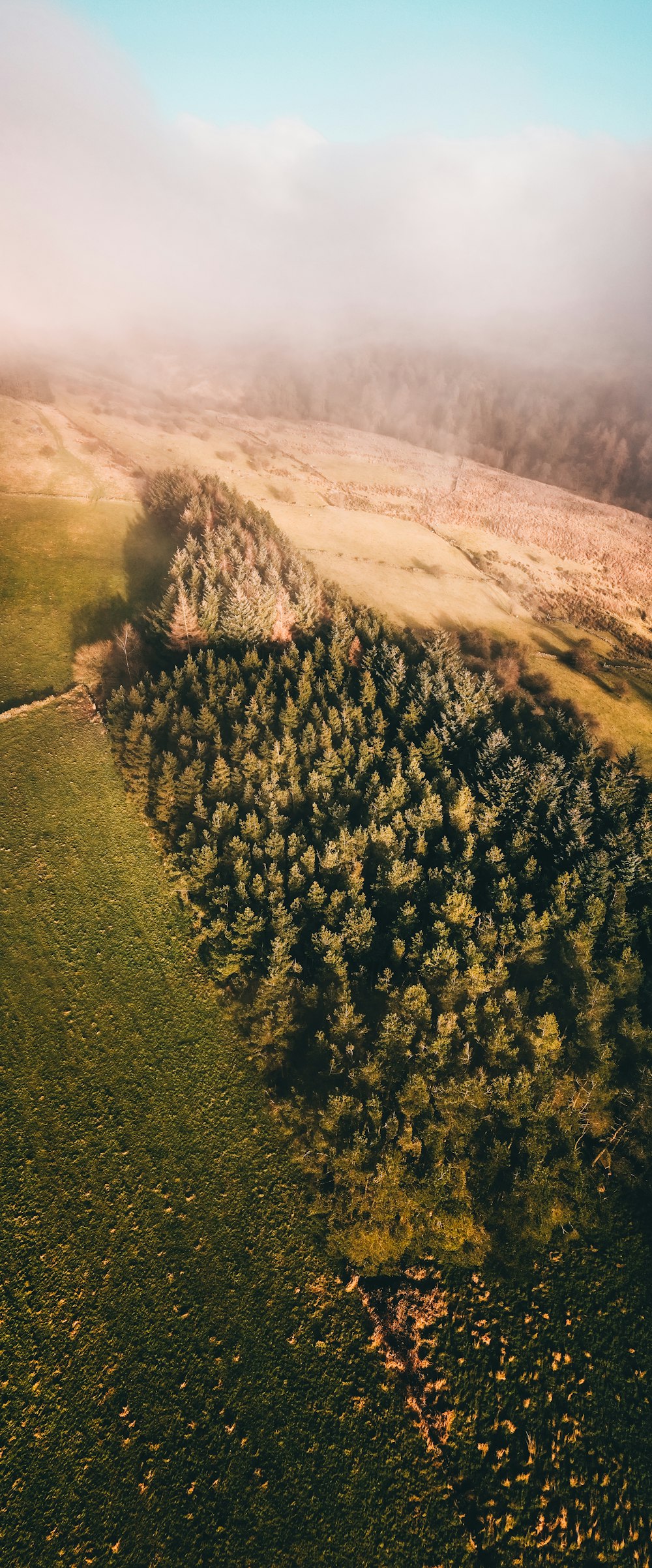 pine trees in forest