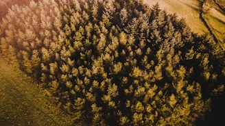 Aerial view of a lush green forest with sunlight.