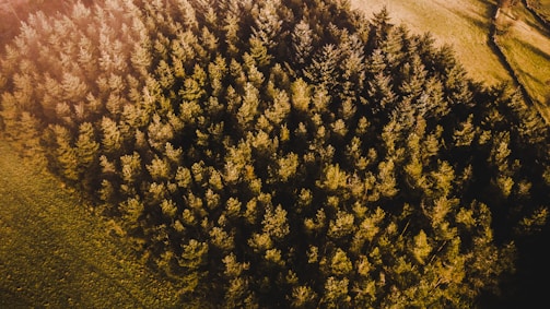 Aerial view of a lush green forest with sunlight.