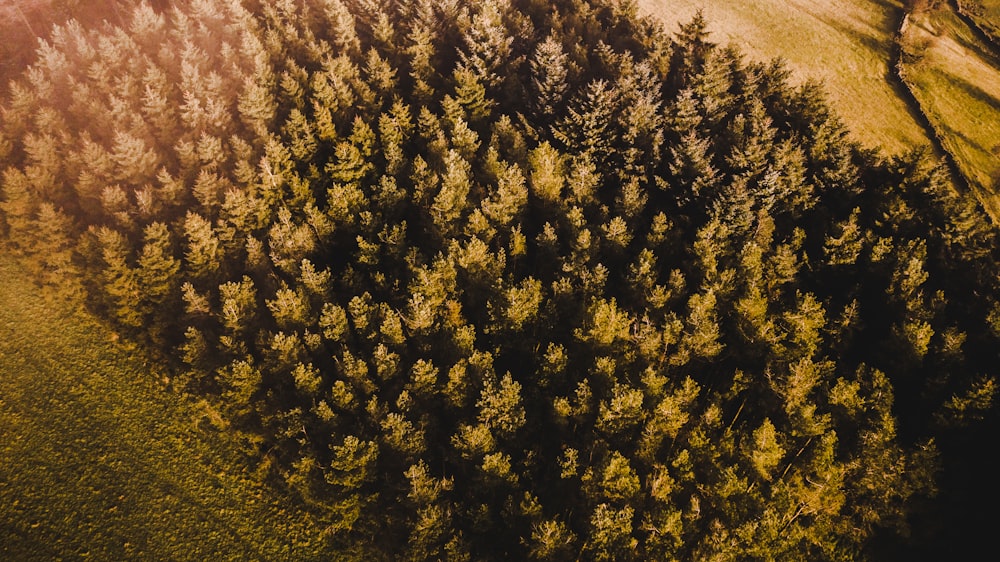 green pine trees