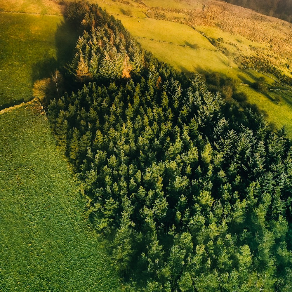 pine trees in forest