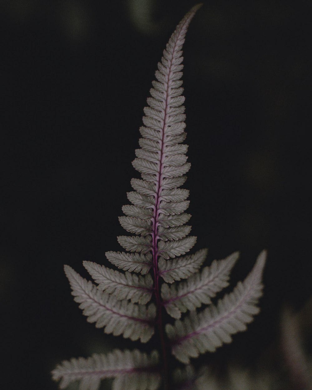 green fern plant