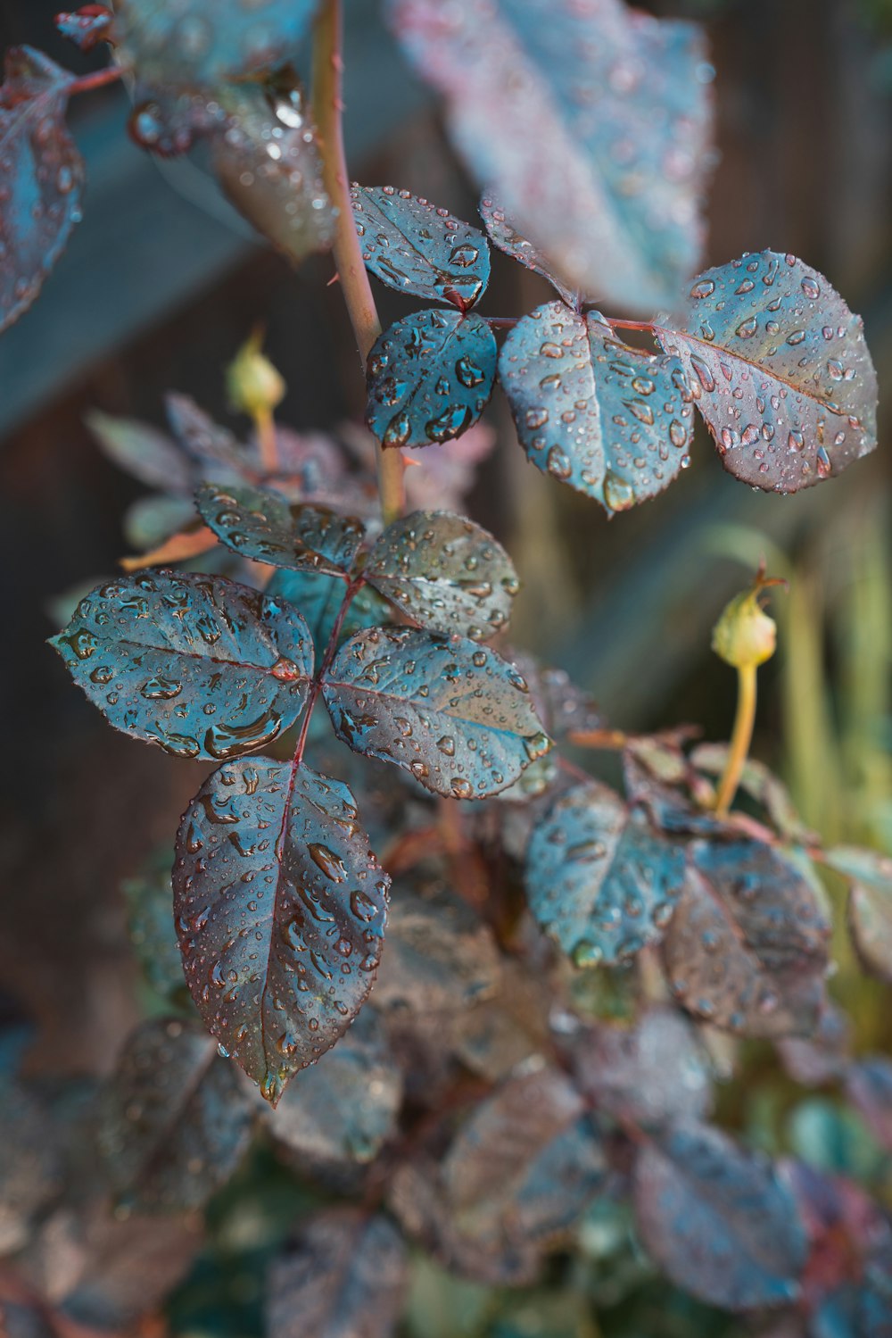 water dew on rose leaves