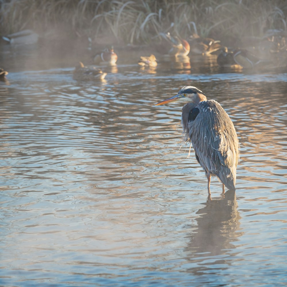 grey bird on water