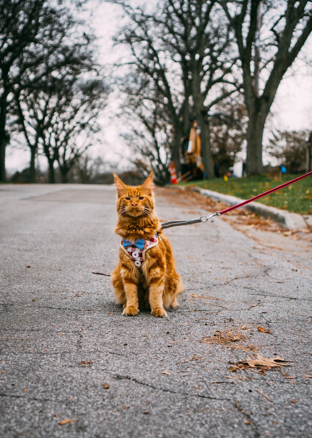 gato con correa sentado en la carretera