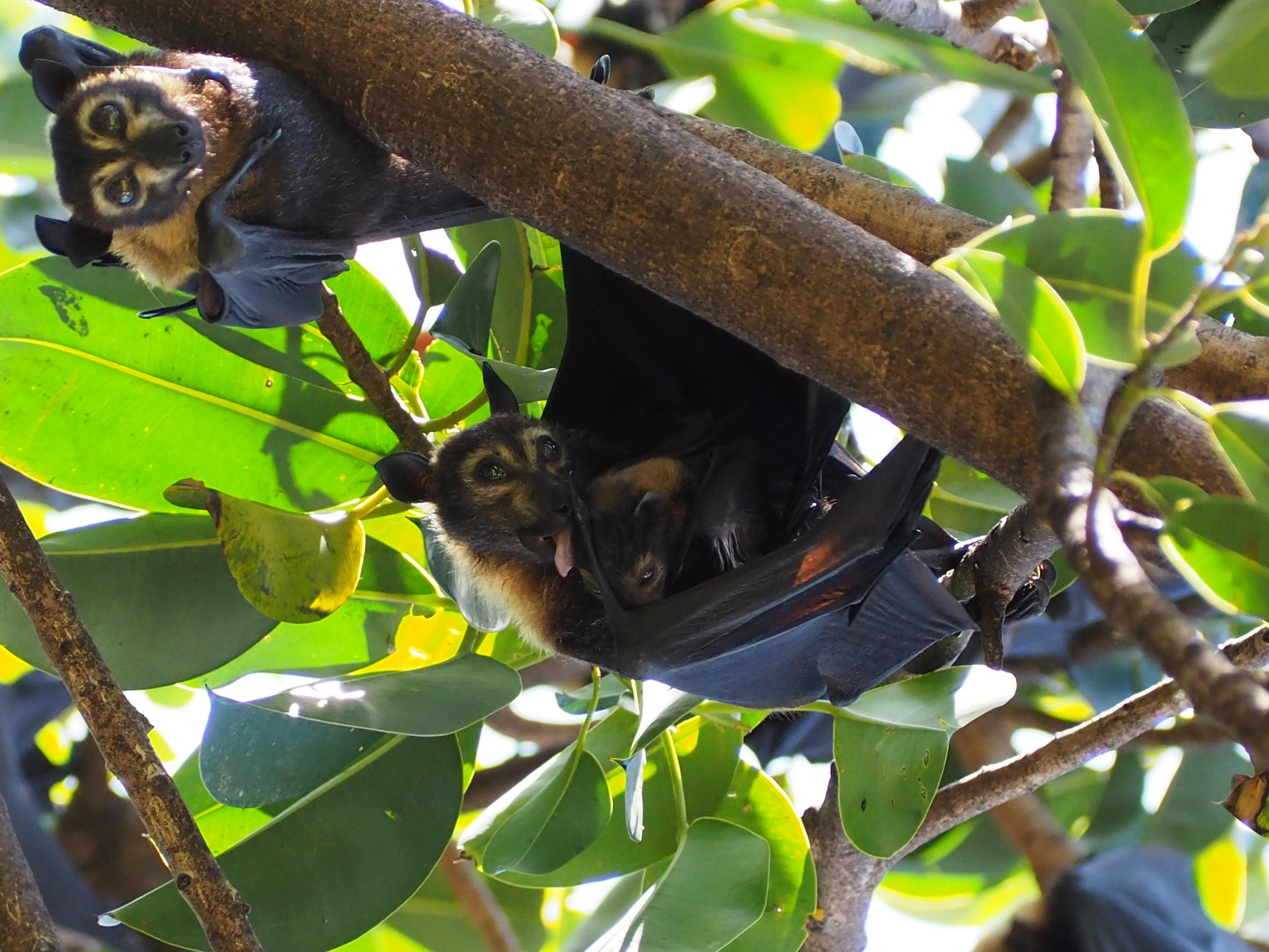 black bats photo Free Fox bat Image on Unsplash