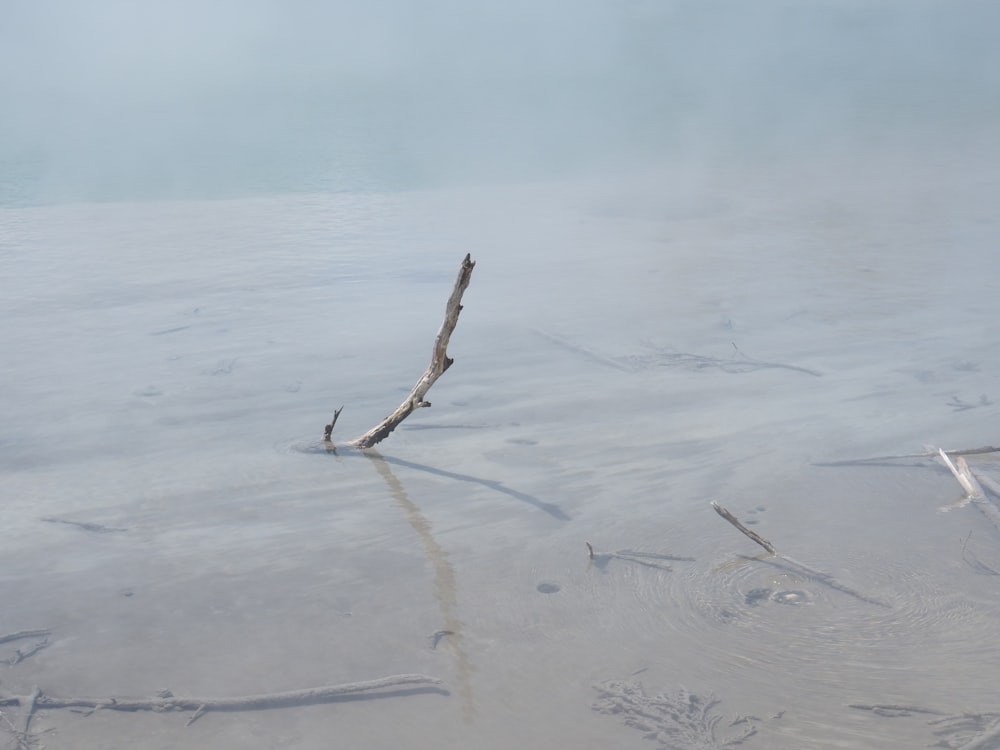 a tree branch sticking out of the water