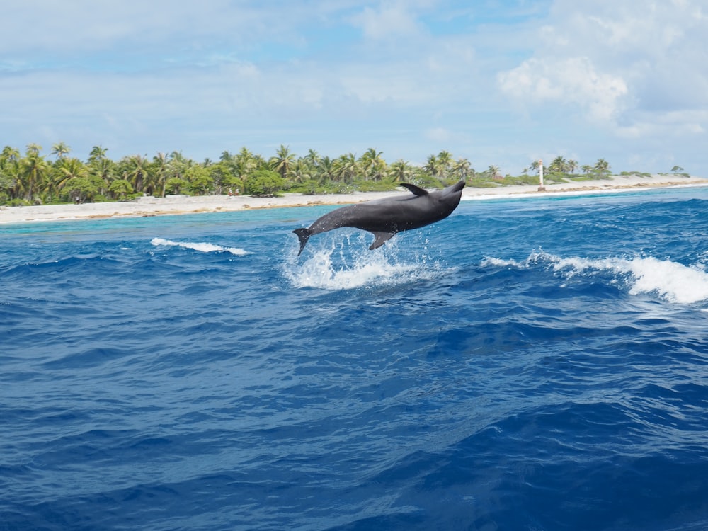 dolphin on sea