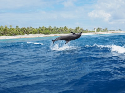 dolphin on sea dolphin google meet background