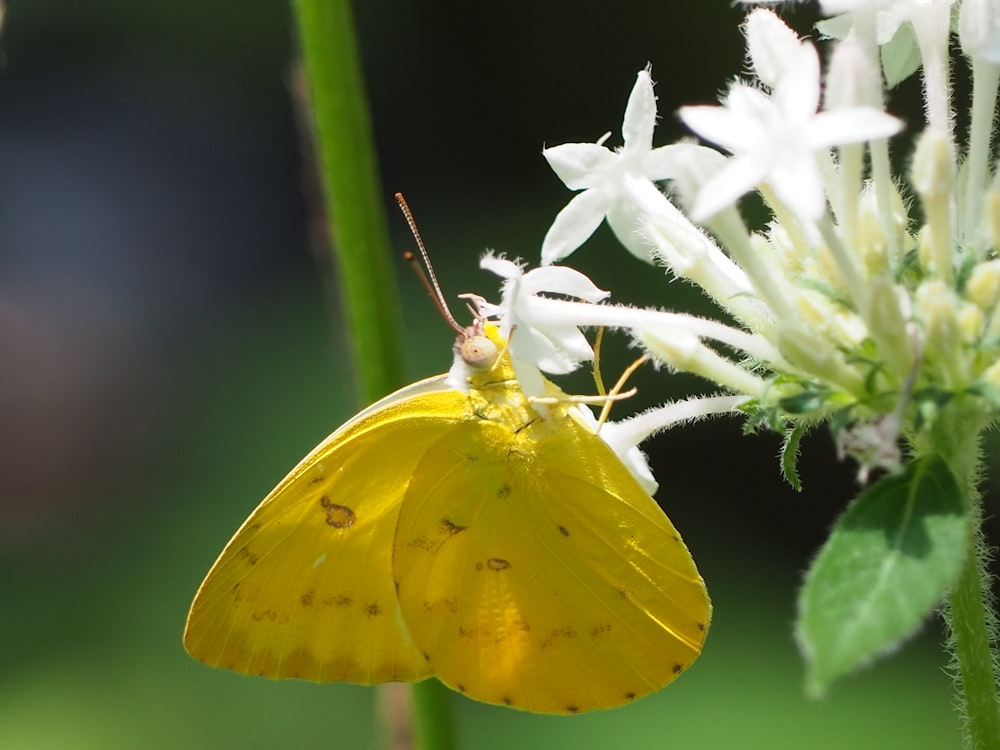 yellow moth butterfly on flower