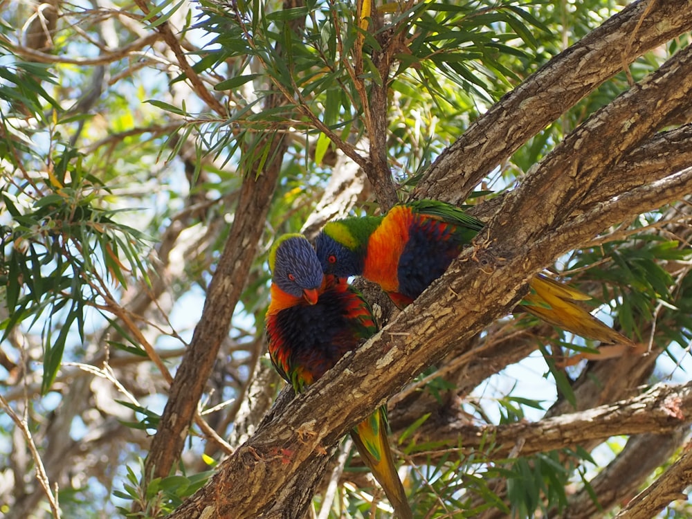 birds perched on tree branch during day