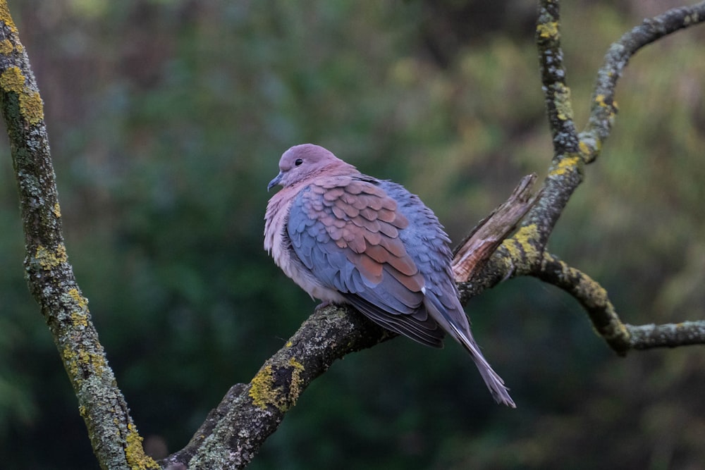 blue and brown bird