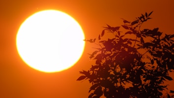 A large, bright sun dominates the sky, casting a warm glow and creating silhouettes of tree branches and leaves against a vivid orange backdrop.