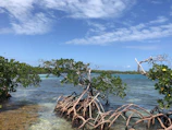 Volunteers planting mangroves along a coastal area under a clear blue sky.