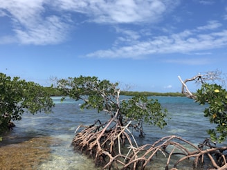A clear blue sky stretches over a peaceful coastal scene featuring mangrove trees with exposed roots reaching into turquoise water. The trees have green leaves, and the shallow water below is transparent, revealing the seabed.