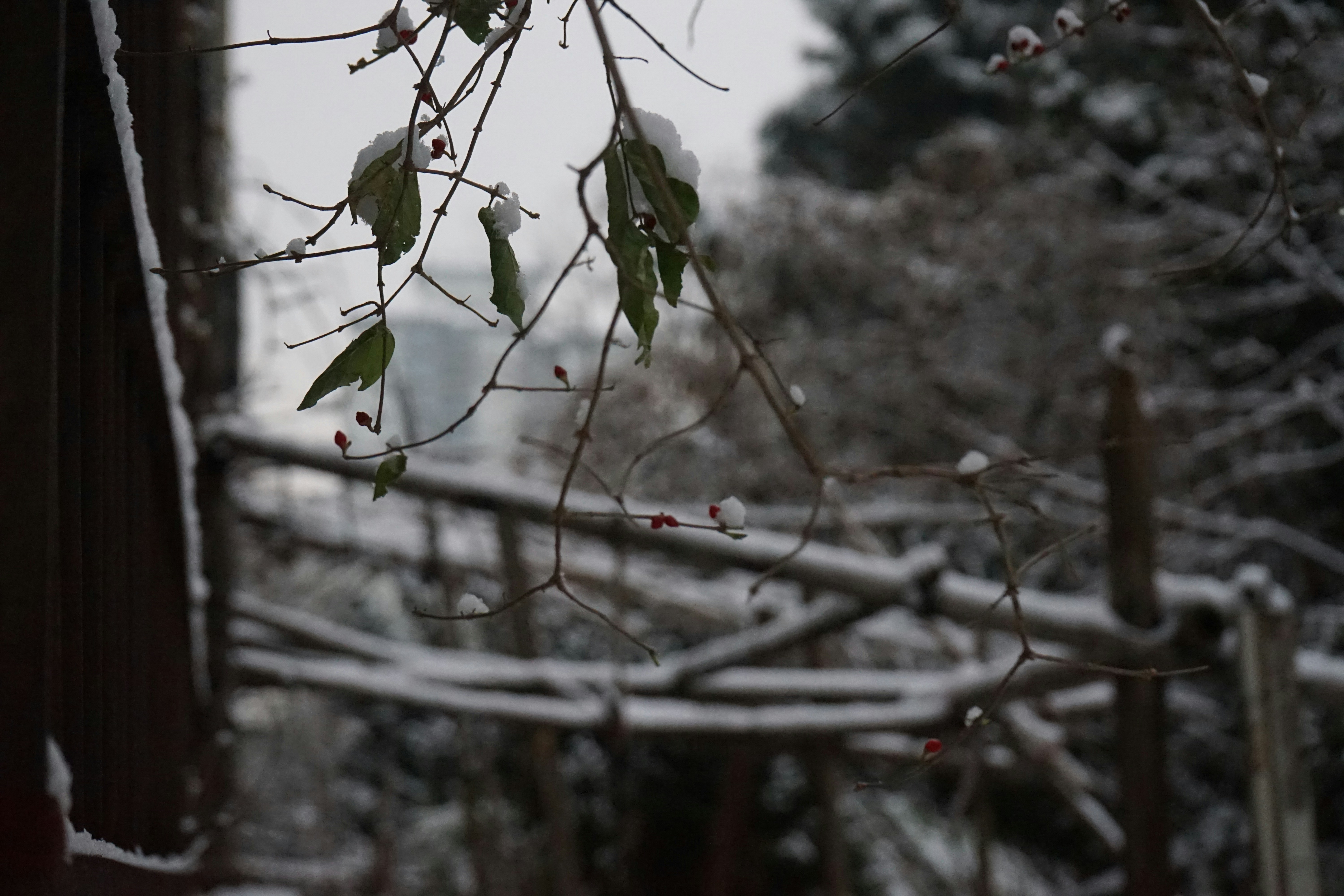 Photo by zhuochuanniao