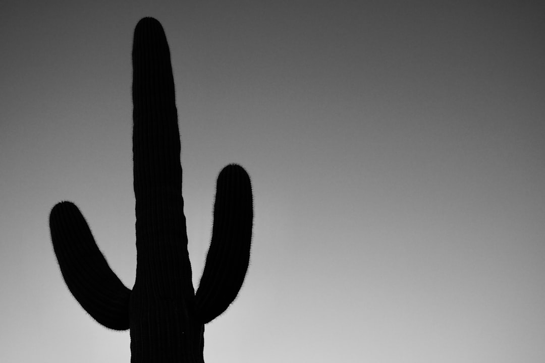 silhouette of cactus plant