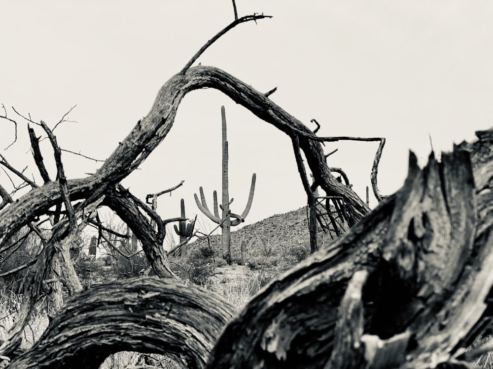 driftwood under sky