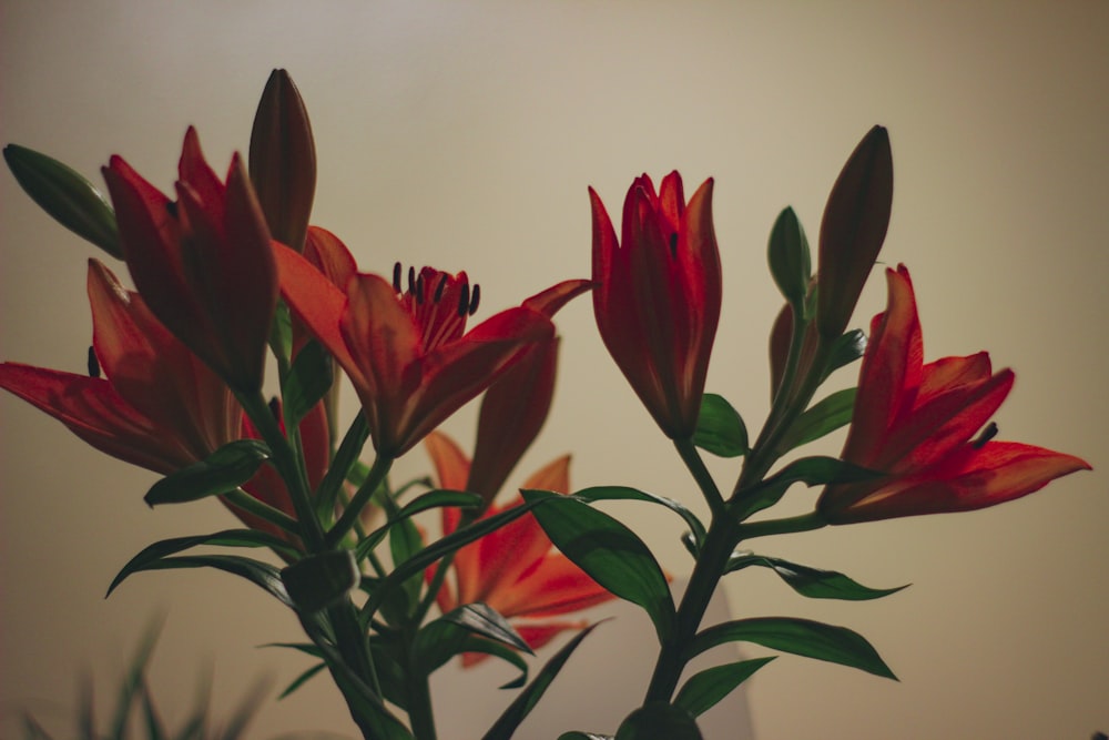 a vase filled with red flowers on top of a table