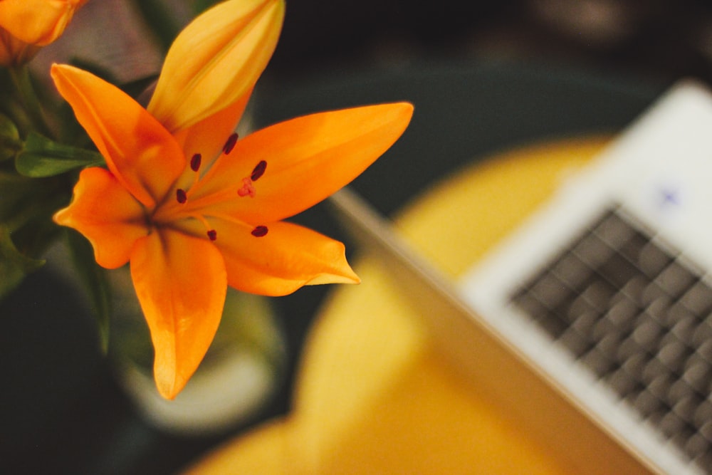 orange-petaled flower